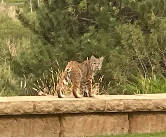 a view of a lake with a mountain