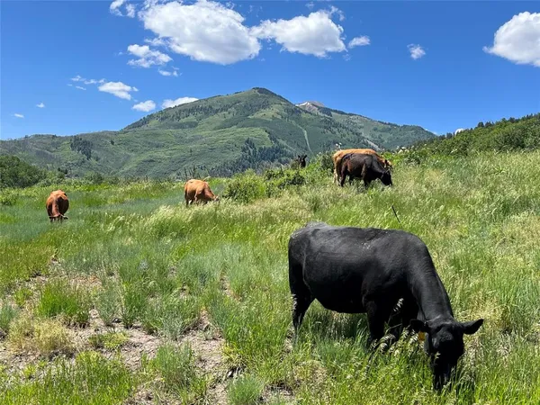 a view of a lush green forest with lots of trees