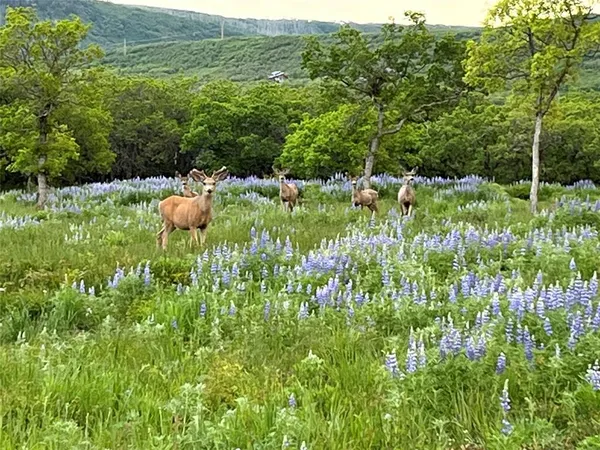 a view of a lush green field