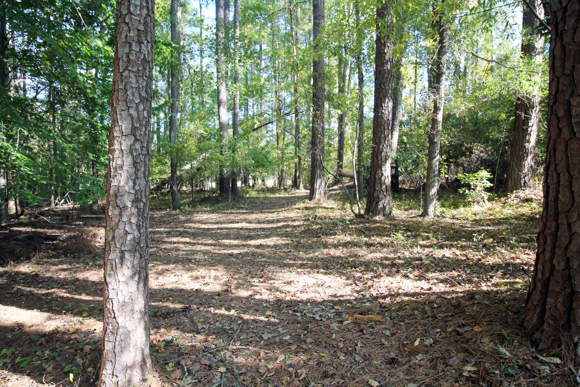 110 South Reed Drive Washington, NC 27889 - Photo 42 of 43 14 wooded part of yard