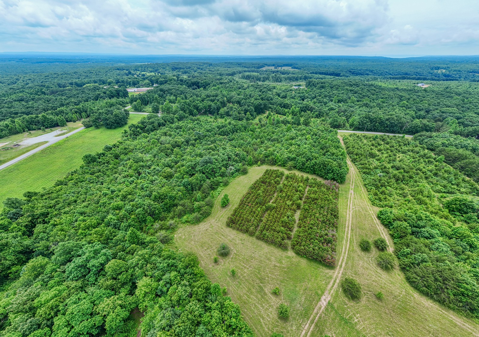 0 Gap Road Altamont, TN 37301 - Photo 3 of 28 a view of a yard with plants and large trees