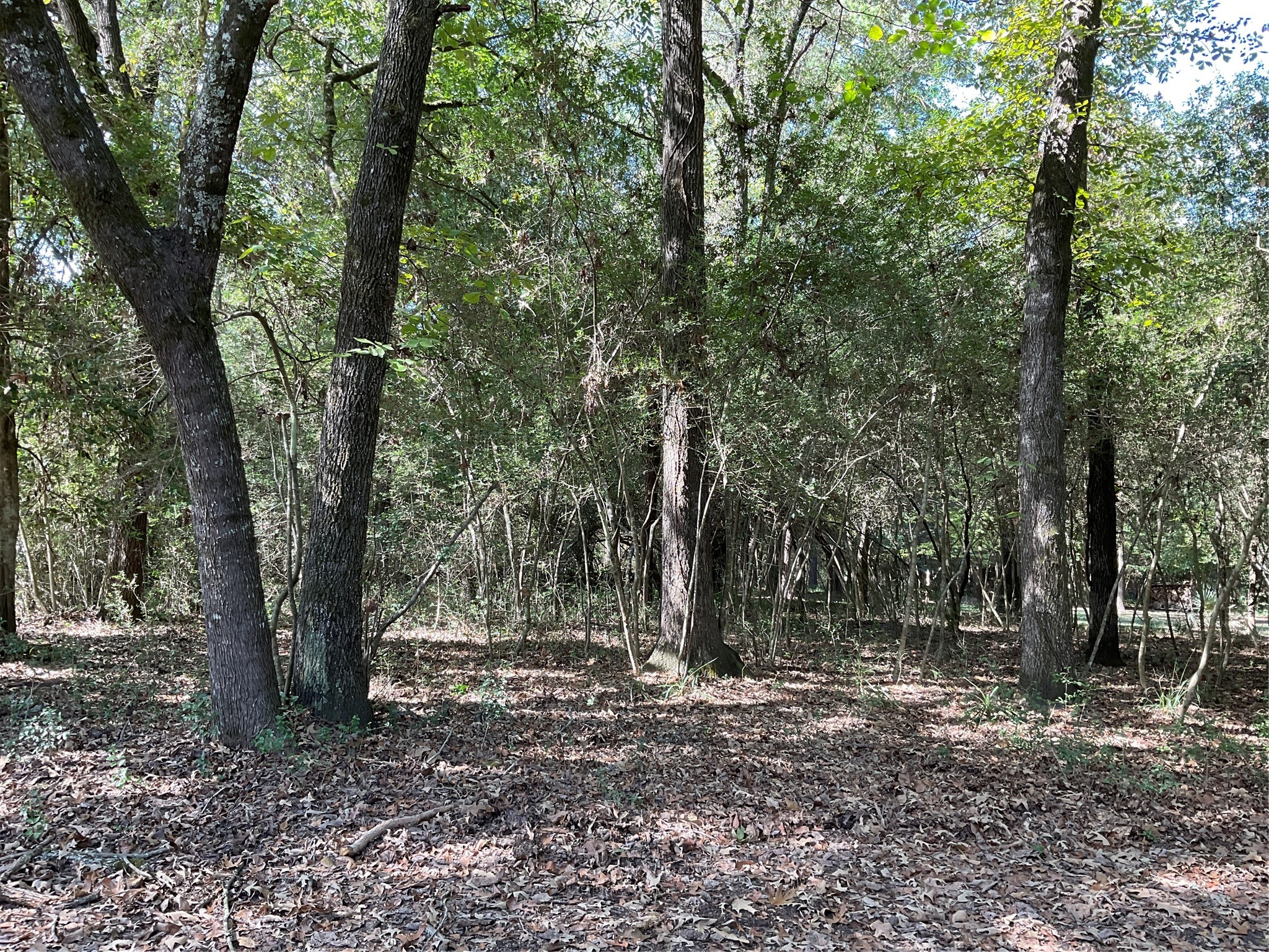 0 Birch Street Trinity, TX 75862 - Photo 2 of 8 Gallery Image 2