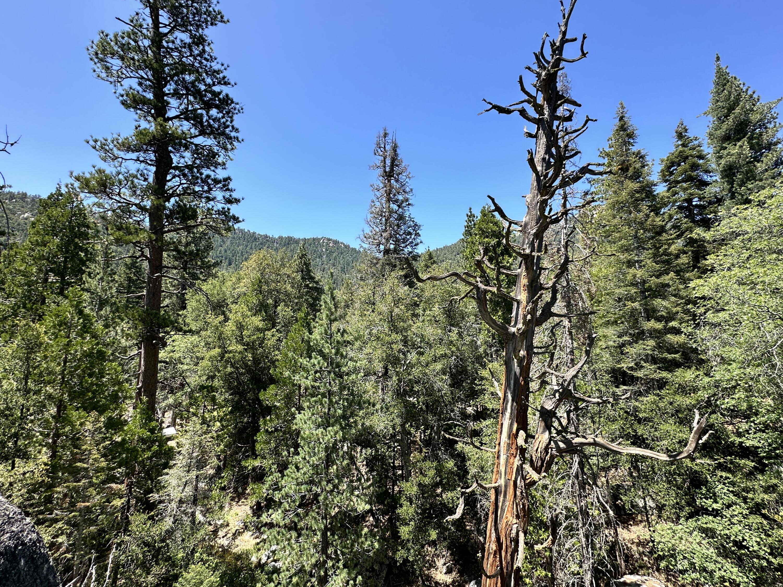 0 Forest Rte 4S02 Idyllwild, CA 92549 - Photo 2 of 11 IMG_4085