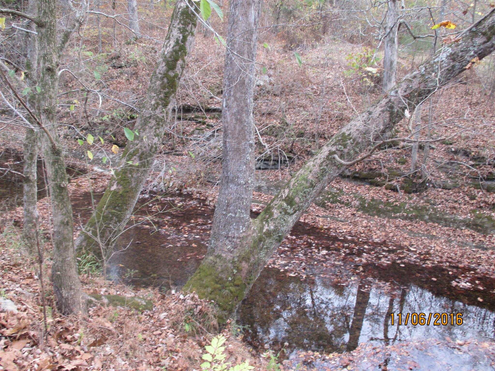 2409 Shores Road Goodspring, TN 38460 - Photo 20 of 21 a view of a forest