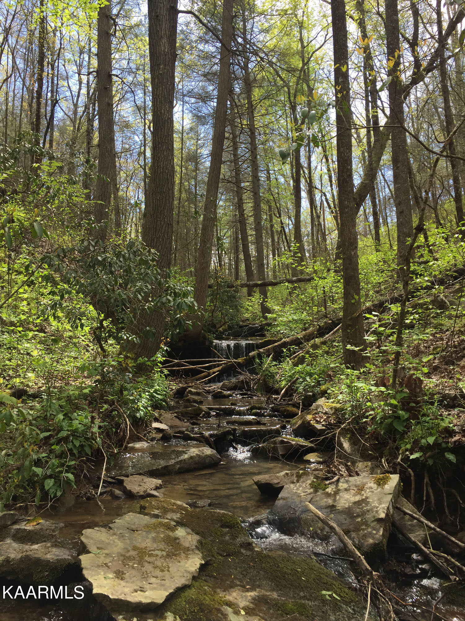 Bench Road Pikeville, TN 37367 - Photo 29 of 58 IMG_8841web