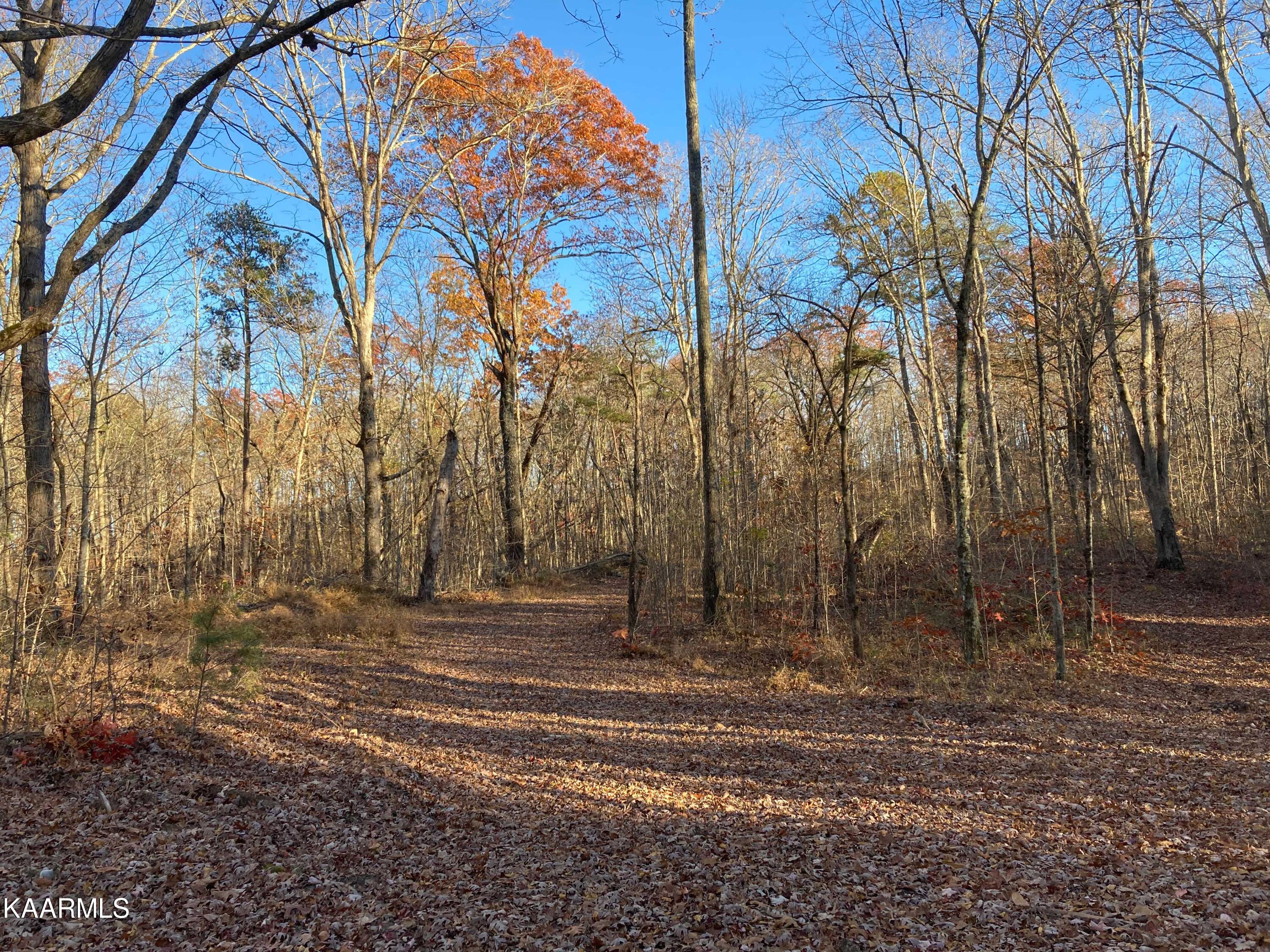 Bench Road Pikeville, TN 37367 - Photo 50 of 58 Road into property