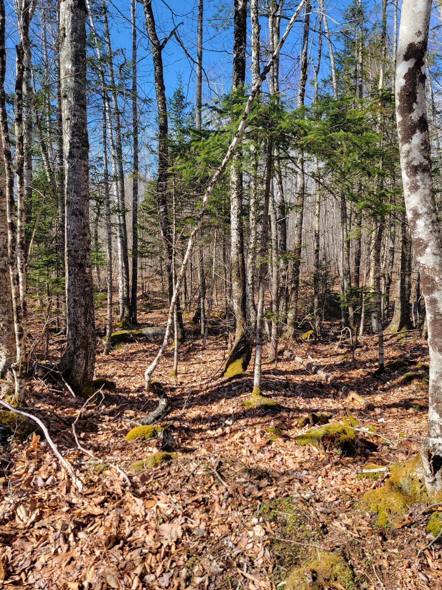 Lot #6 Hardwood Ridge Road Deblois, ME 04622 - Photo 2 of 30 Lot #6