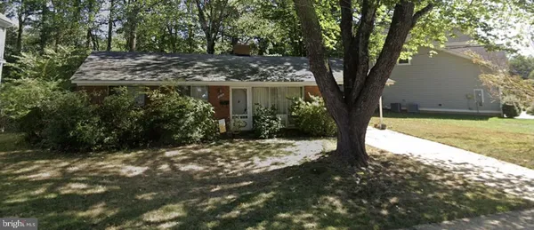 a view of a large trees with plants and trees