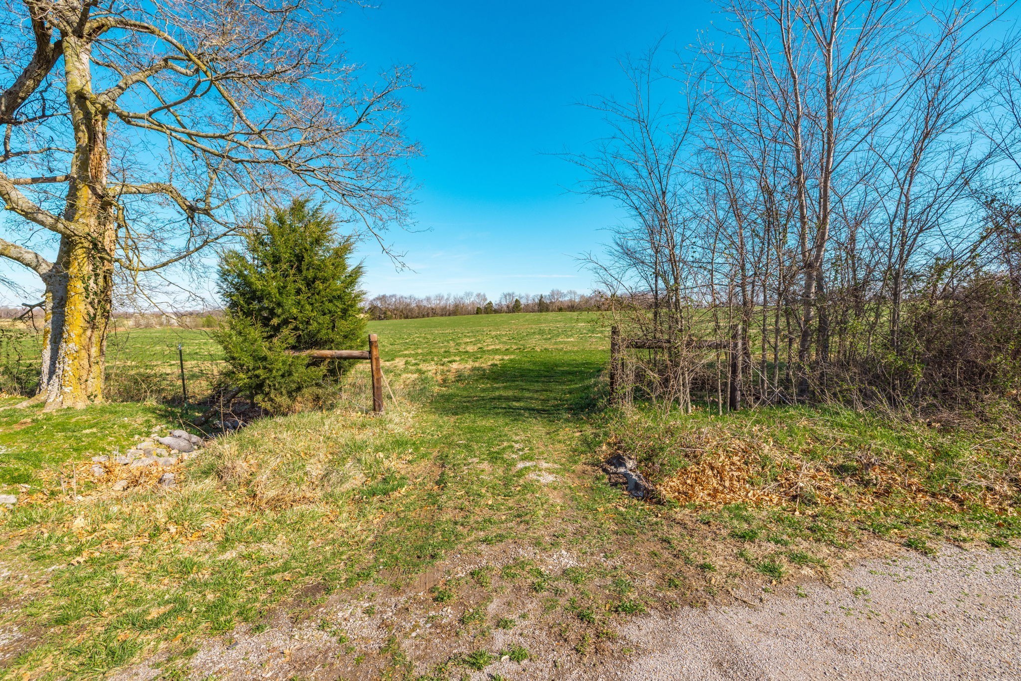 0 Clearview Road Cottontown, TN 37048 - Photo 3 of 4 a view of a yard with an trees