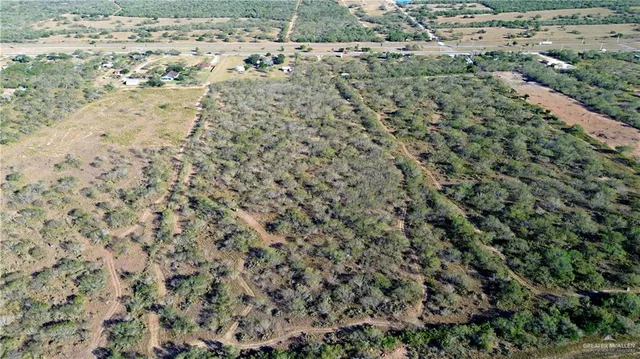 a view of a yard with plants and large trees