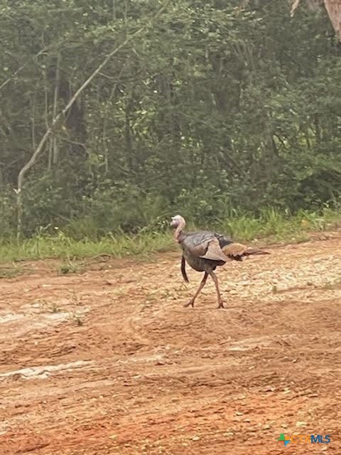 38 Settlement Way Luling, TX 78648 - Photo 22 of 23