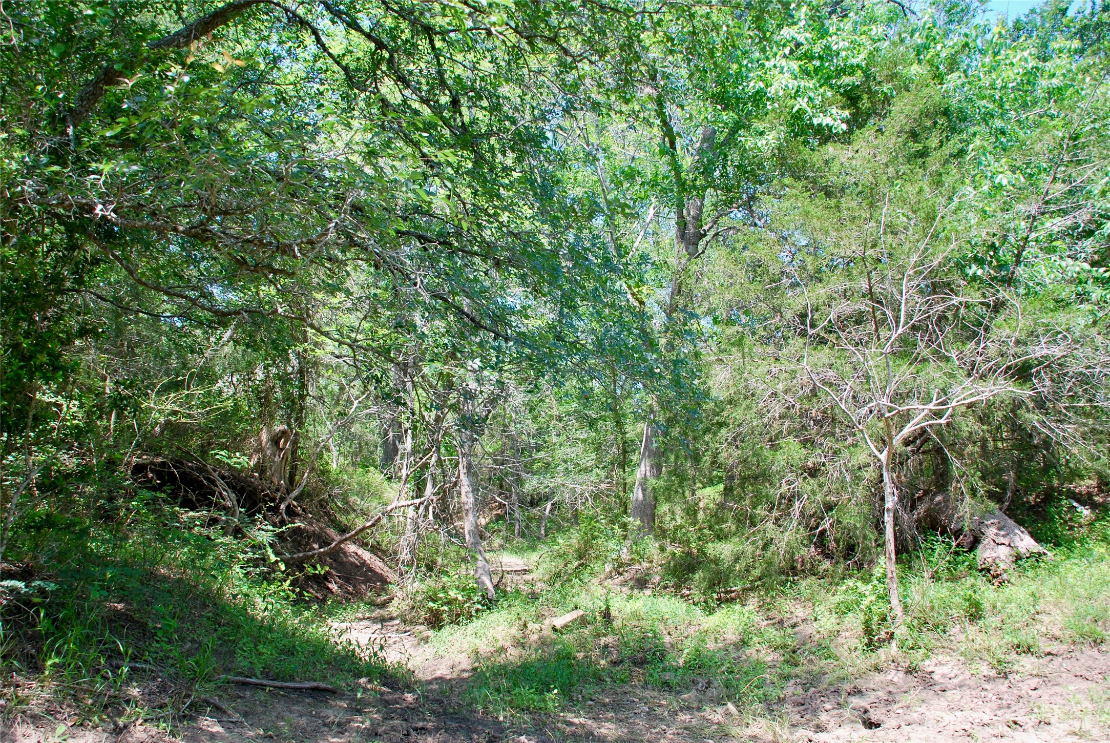 3703 Muehr Road Weimar, TX 78962 - Photo 14 of 29