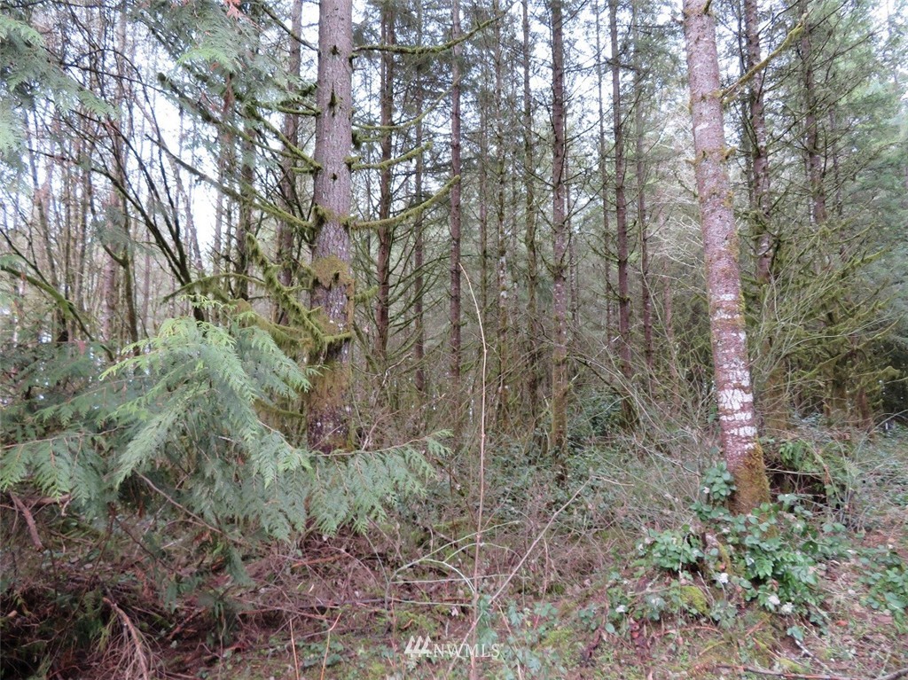 -xxx Xxx Bremgartner Road Winlock, WA 98596 - Photo 4 of 25