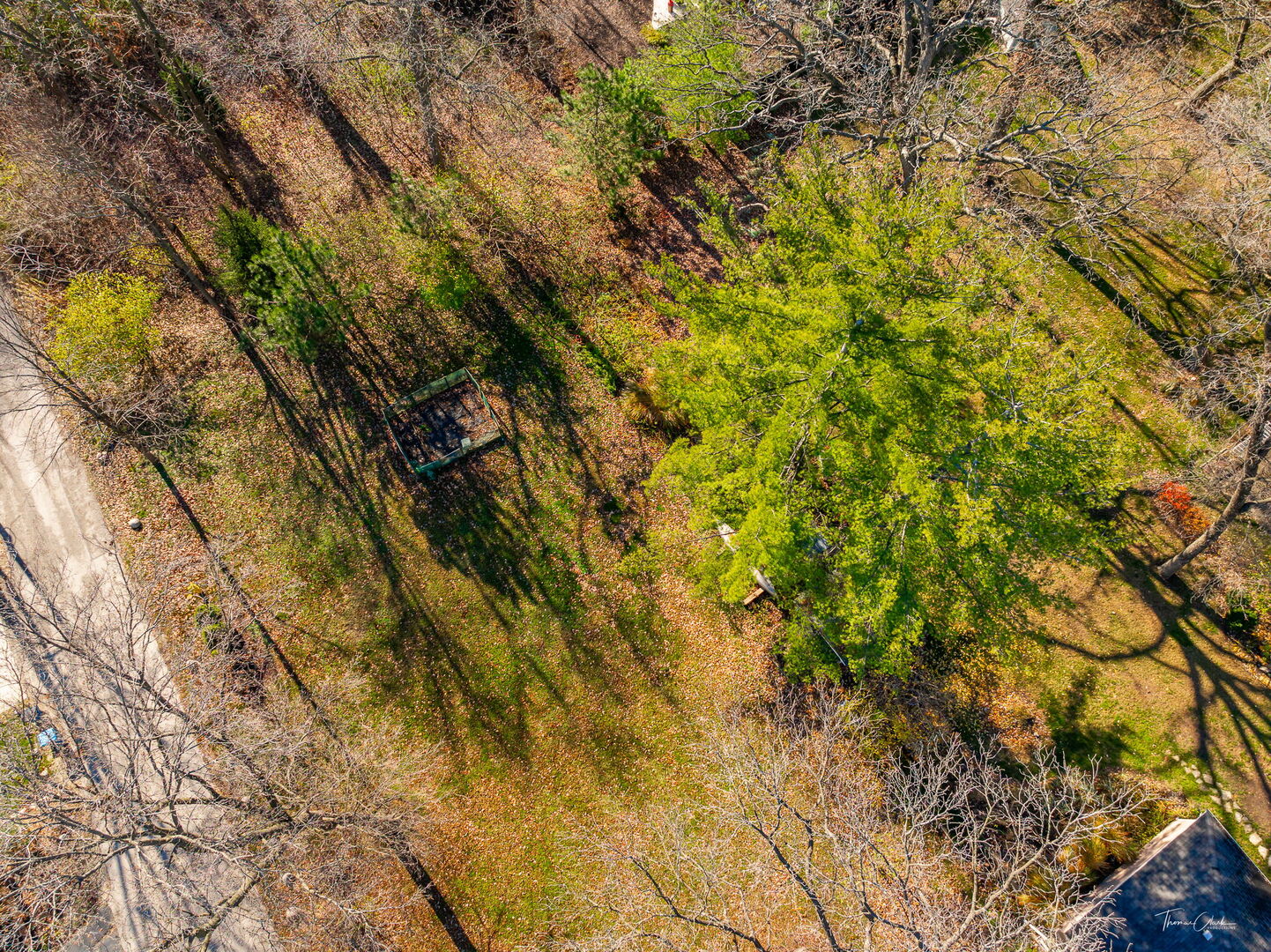 1901 Curtiss Street Downers Grove, IL 60515 - Photo 41 of 45 a view of a tree