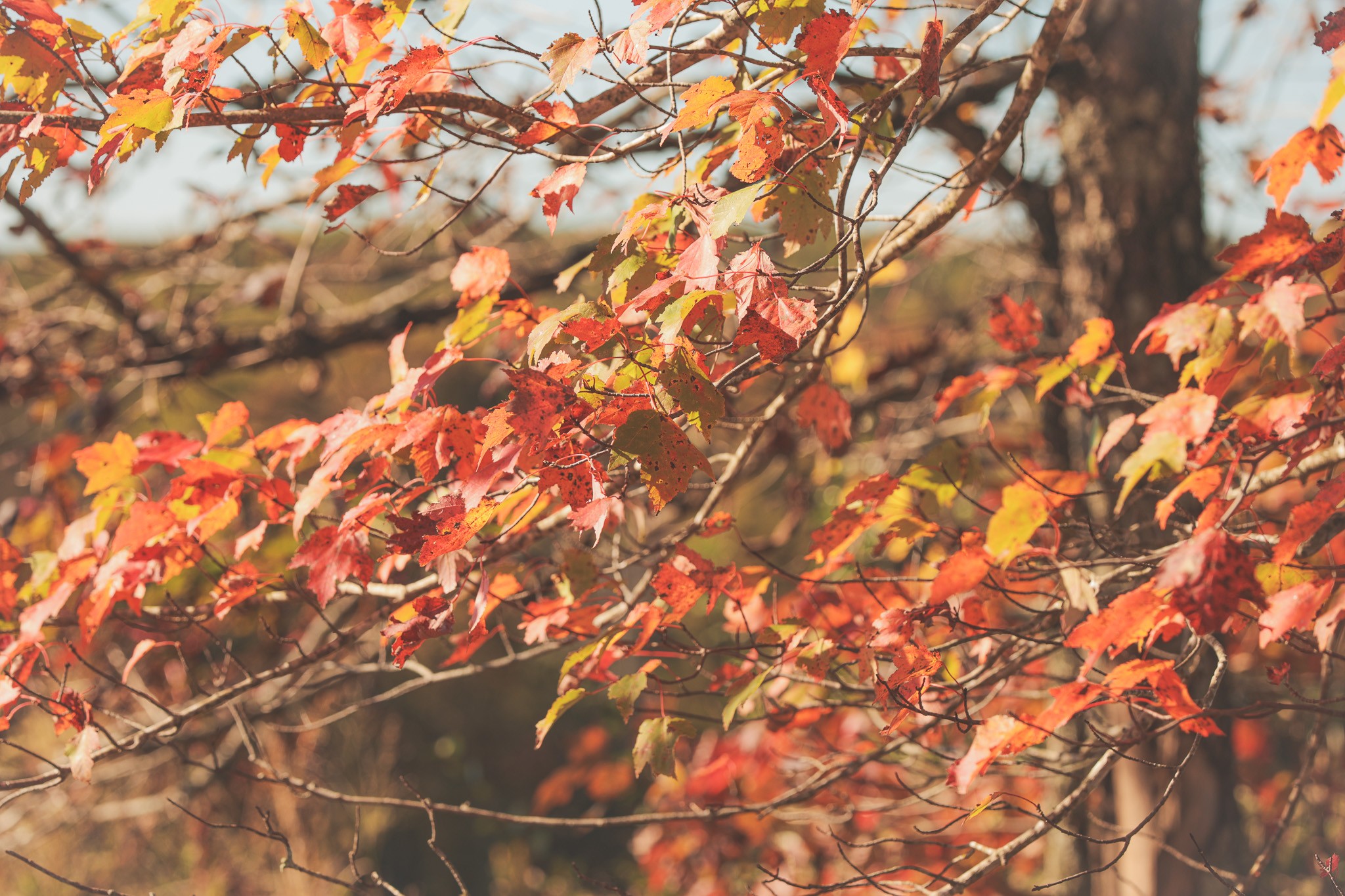 1047 Nelson Harrison Road Evensville, TN 37332 - Photo 11 of 100 a picture of tree
