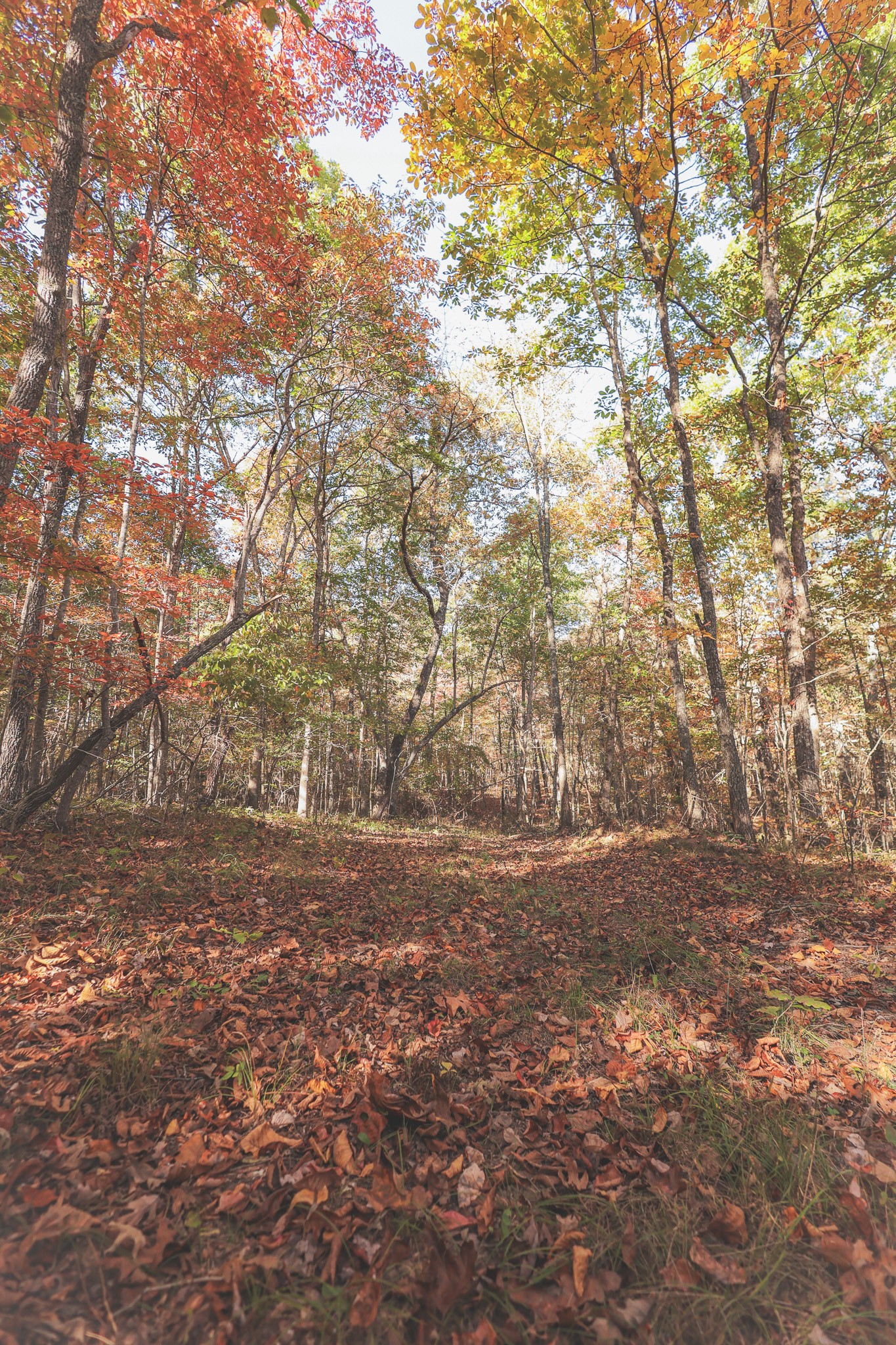 1047 Nelson Harrison Road Evensville, TN 37332 - Photo 12 of 100 a view of a yard with a tree