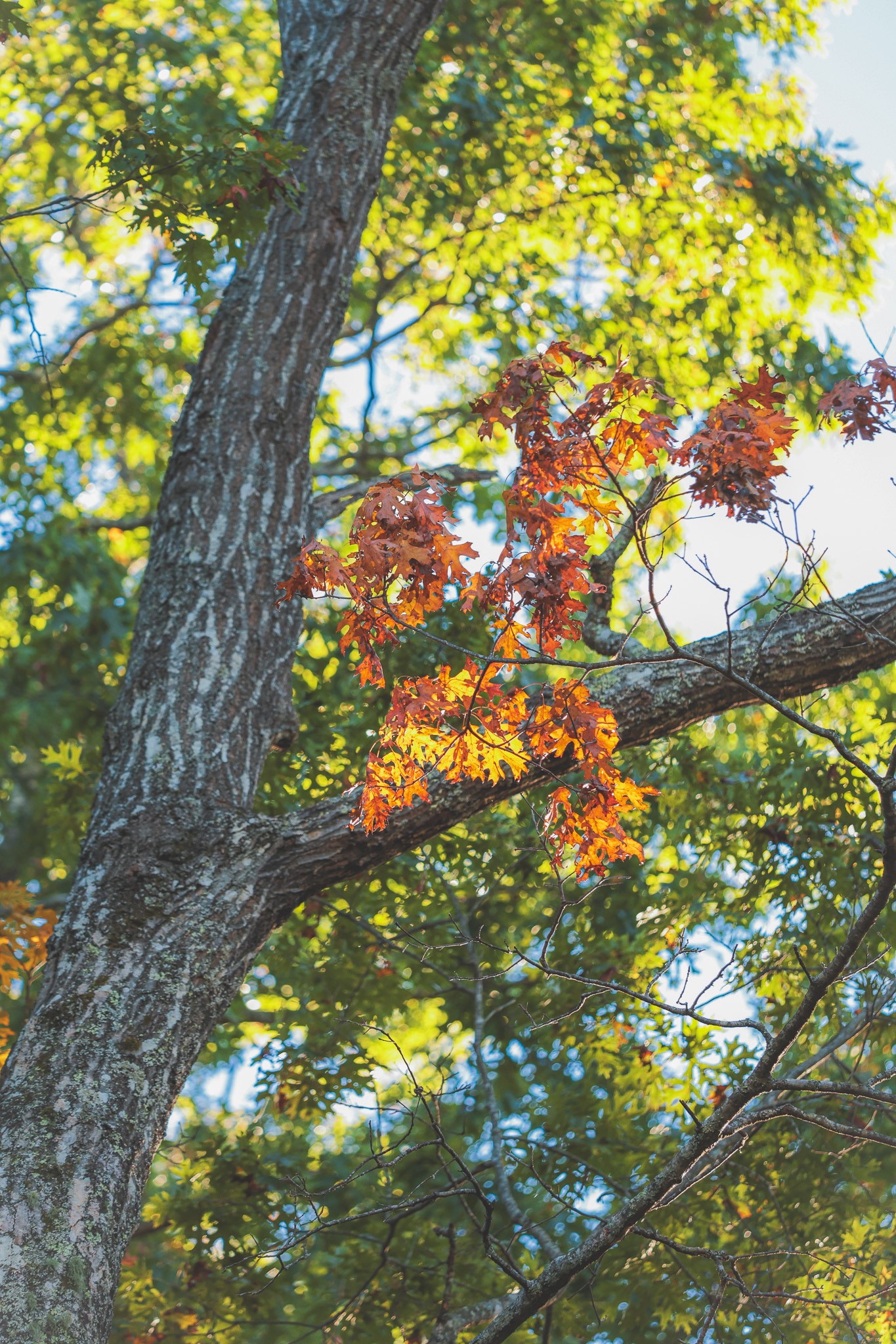 1047 Nelson Harrison Road Evensville, TN 37332 - Photo 34 of 100 a backyard of a tree