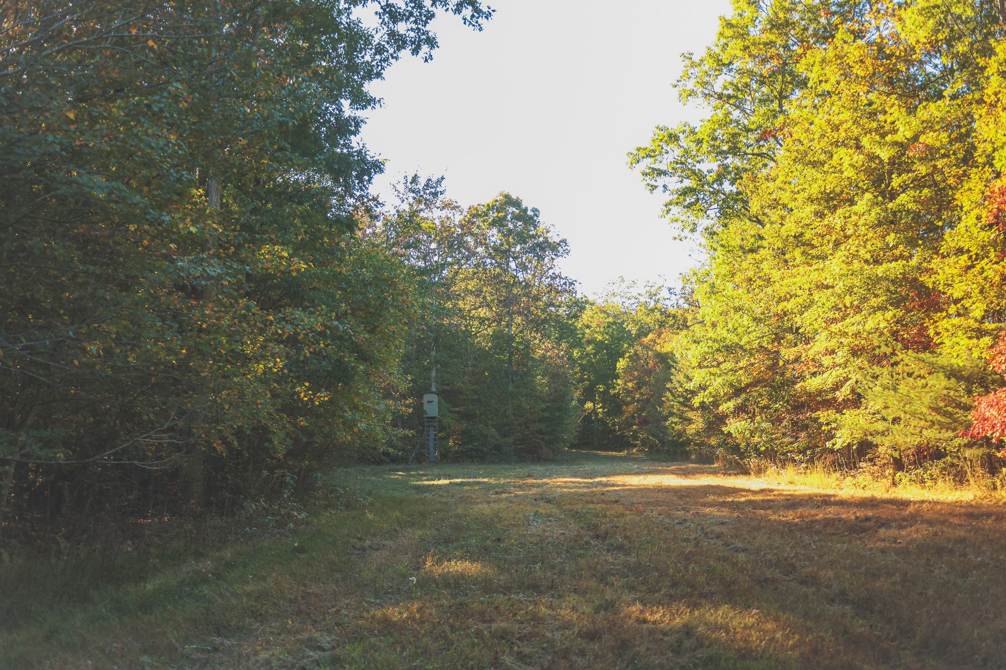 1047 Nelson Harrison Road Evensville, TN 37332 - Photo 36 of 100 a view of a field with trees in the background