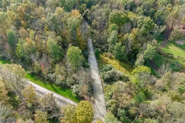 a view of a forest with a tree