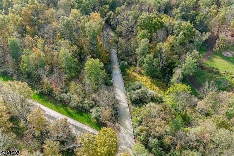 a view of a forest with a tree