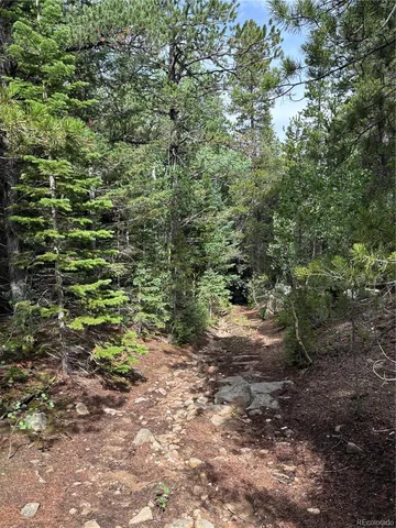 a view of a forest with a tree