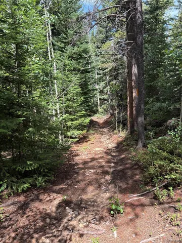a view of a forest with trees