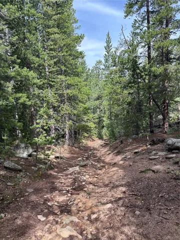 a view of a forest with a tree