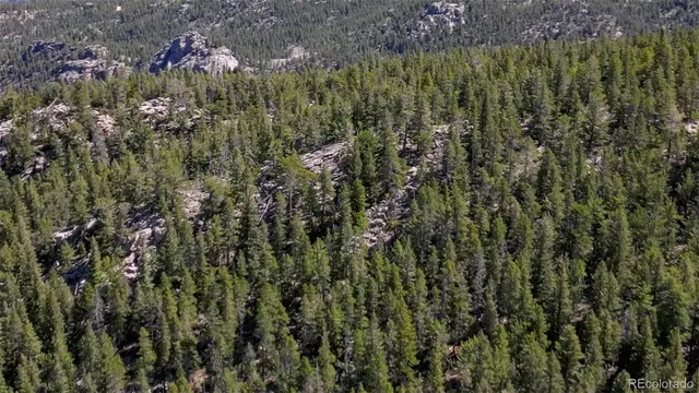 a view of a yard with plants and large trees