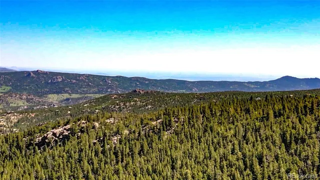 a view of a yard with plants and trees