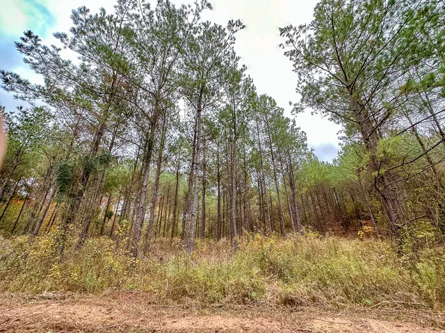 $85,559 | 0 County Road 1651, Avinger, TX 75630