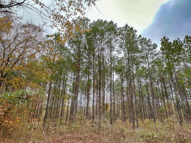 $85,559 | 0 County Road 1651, Avinger, TX 75630