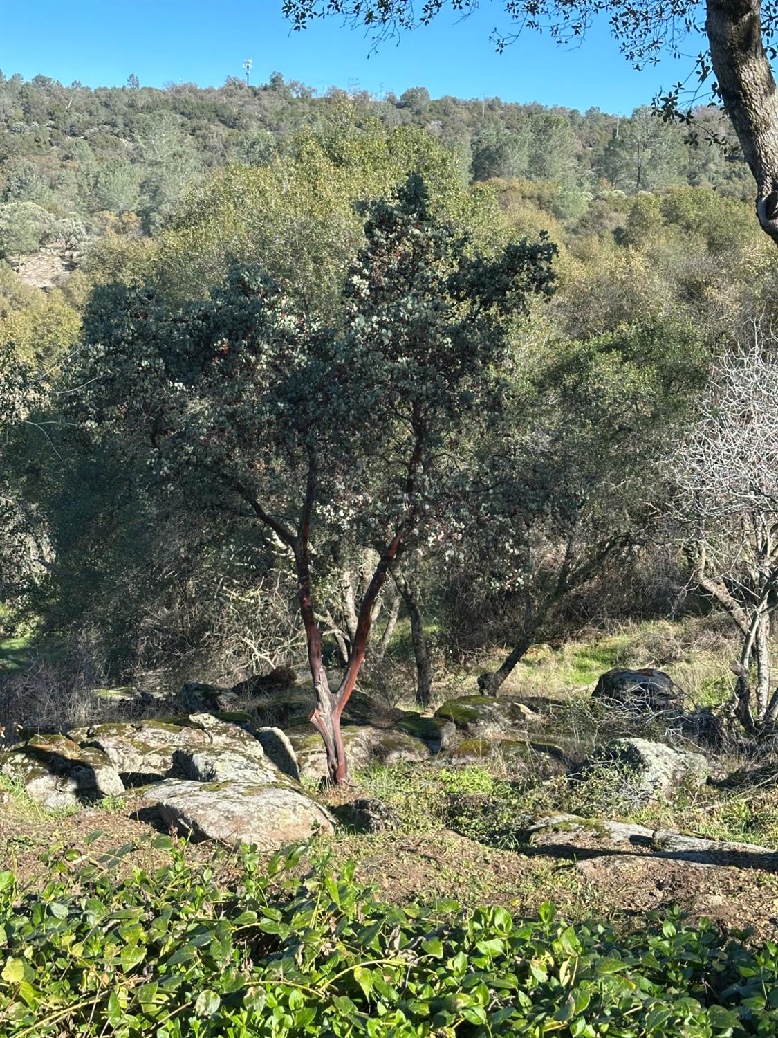 46725 Picayune Creek Road Coarsegold, CA 93614 - Photo 31 of 49 a view of a yard with a tree
