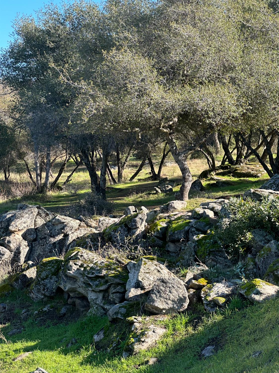 46725 Picayune Creek Road Coarsegold, CA 93614 - Photo 33 of 49 a view of outdoor space and yard
