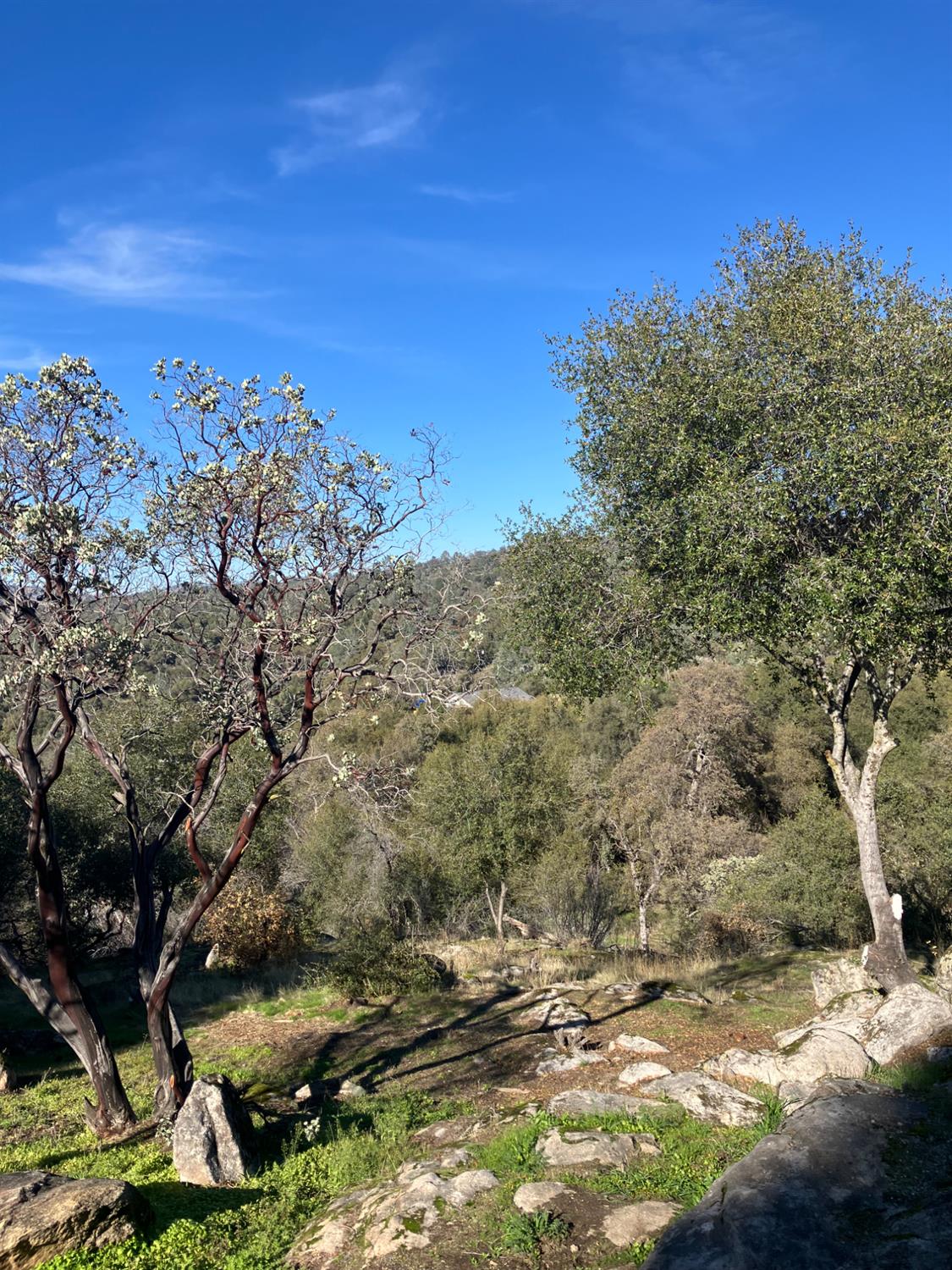 46725 Picayune Creek Road Coarsegold, CA 93614 - Photo 38 of 49 a view of a yard with a tree