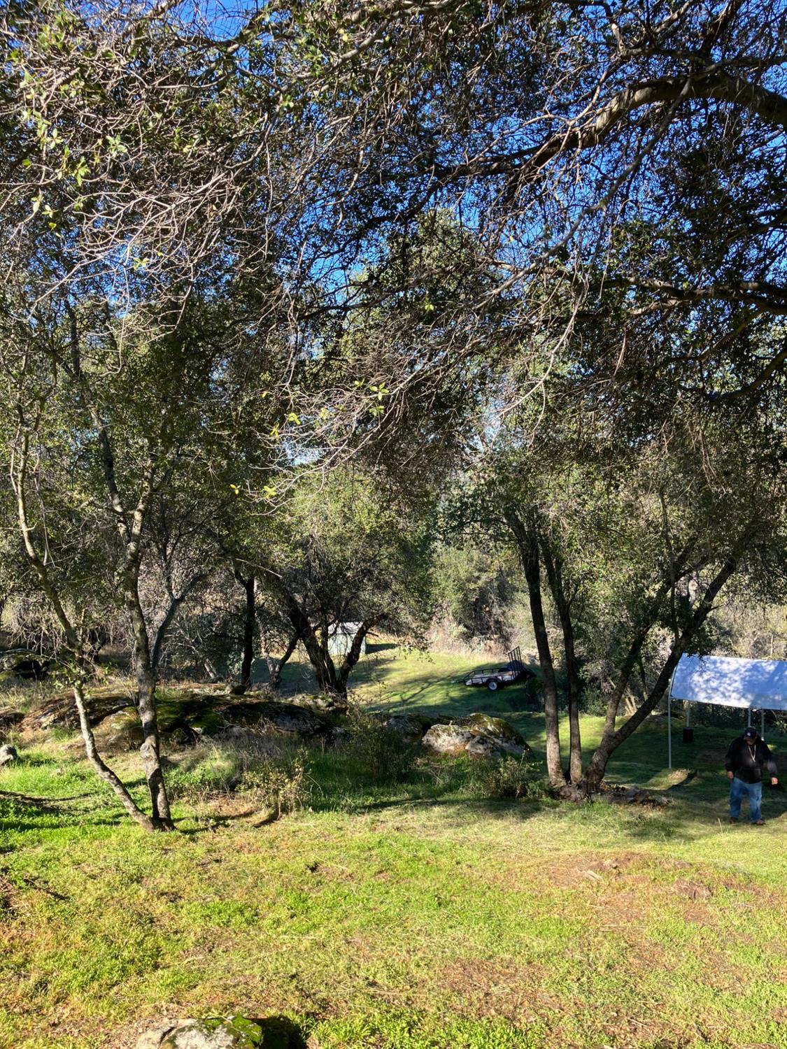 46725 Picayune Creek Road Coarsegold, CA 93614 - Photo 42 of 49 a view of yard with tree