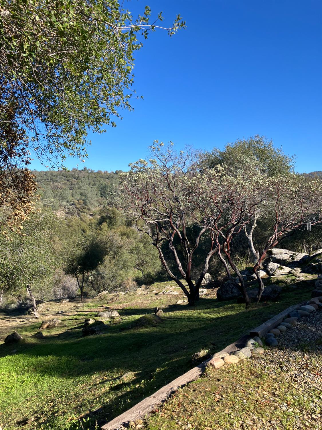 46725 Picayune Creek Road Coarsegold, CA 93614 - Photo 44 of 49 a view of a field with a tree