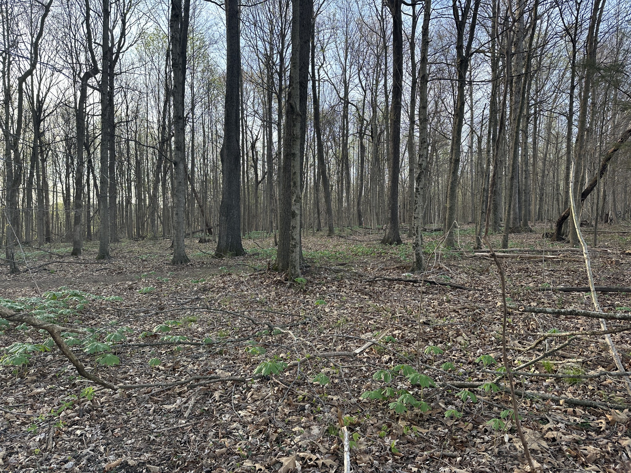 2161 Highway 259 Portland, TN 37148 - Photo 11 of 23 a view of outdoor space with lots of trees