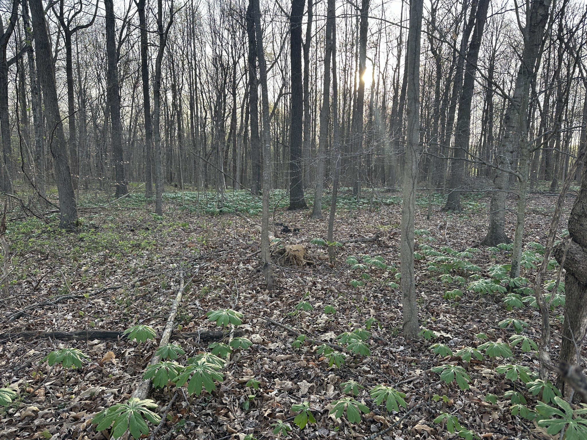 2161 Highway 259 Portland, TN 37148 - Photo 9 of 23 a view of a yard with large trees