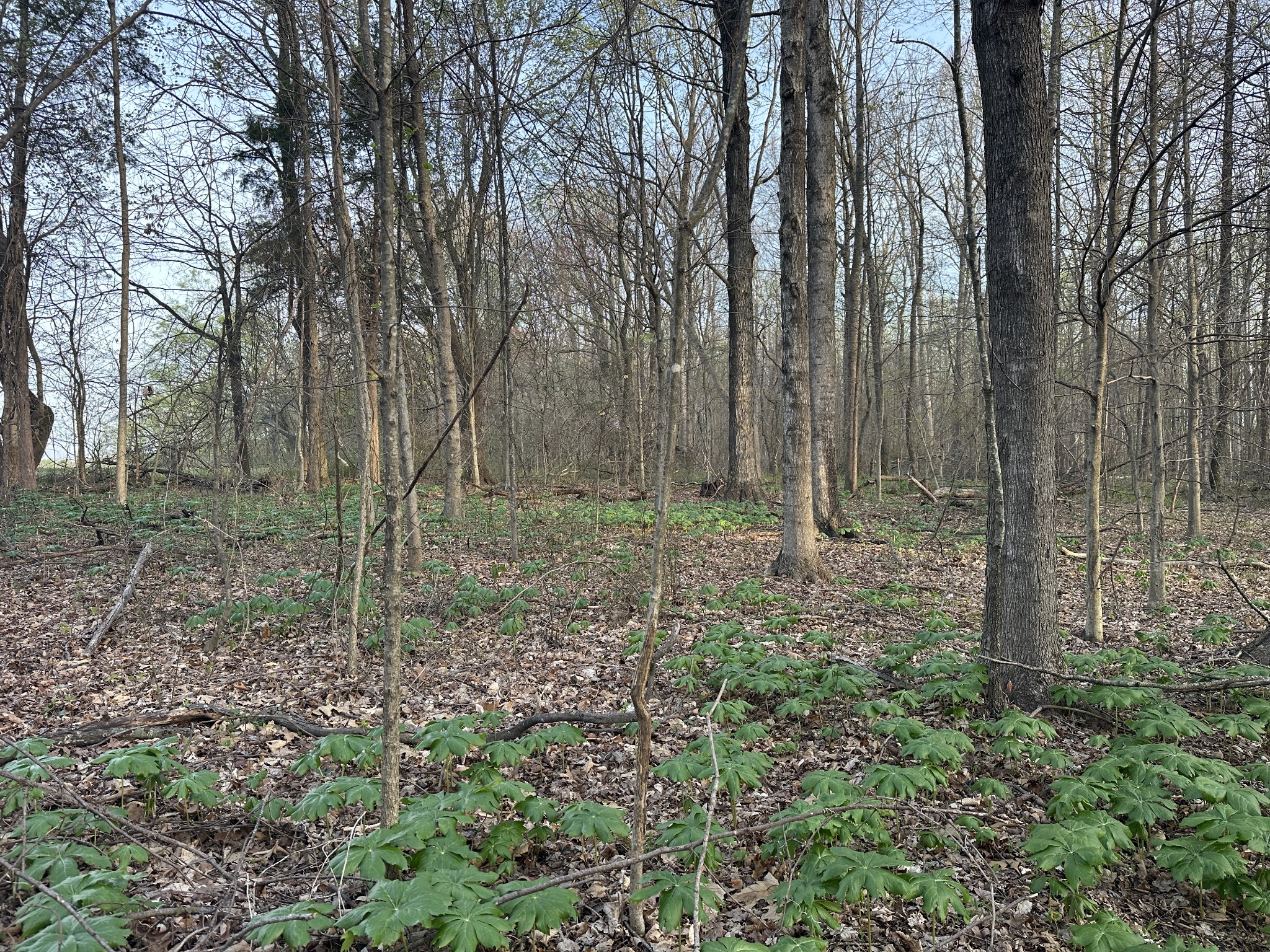 2161 Highway 259 Portland, TN 37148 - Photo 10 of 23 a view of outdoor space and green space