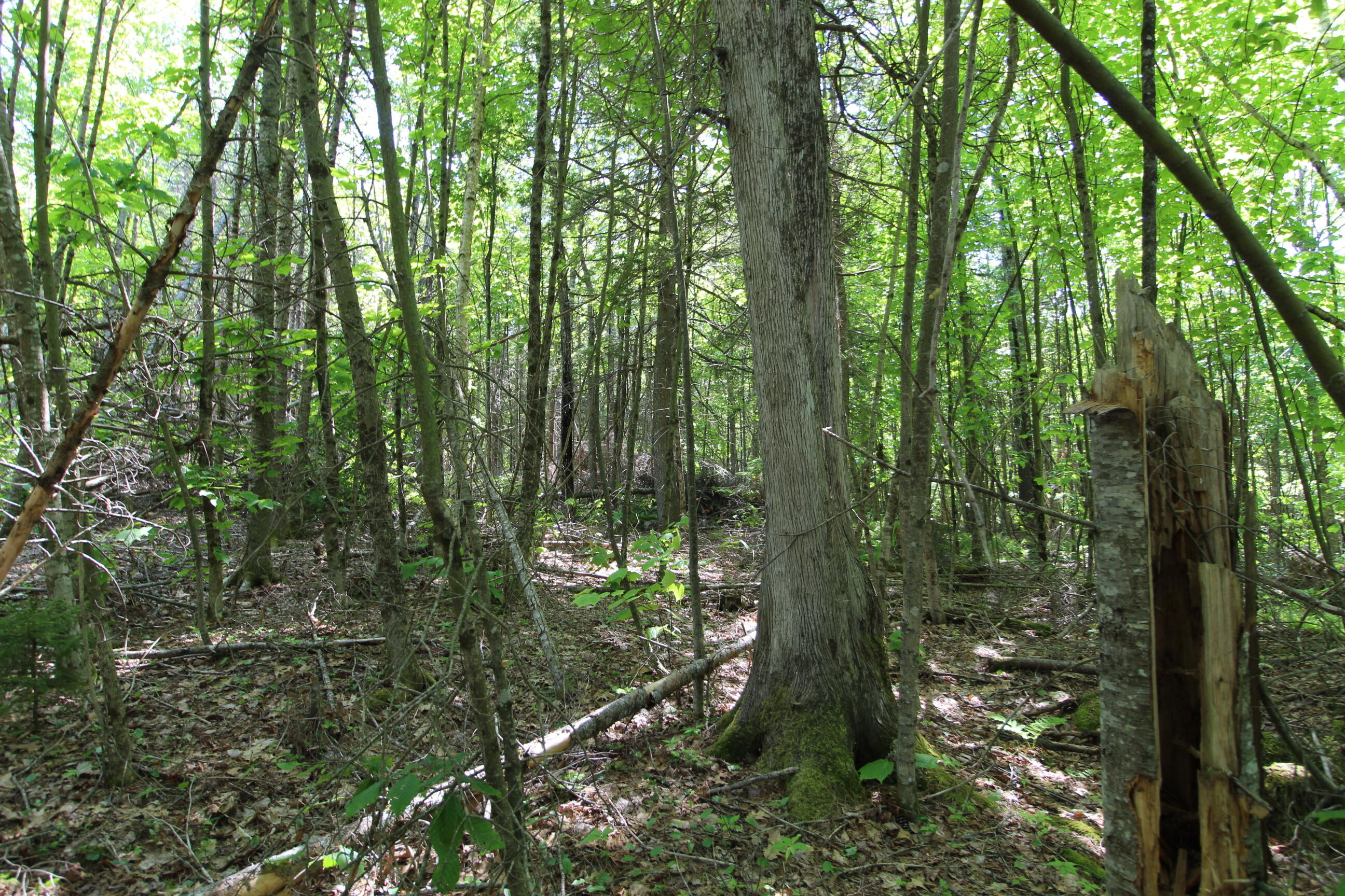 0 Heagan Mountain Road Prospect, ME 04981 - Photo 19 of 22 IMG_9713