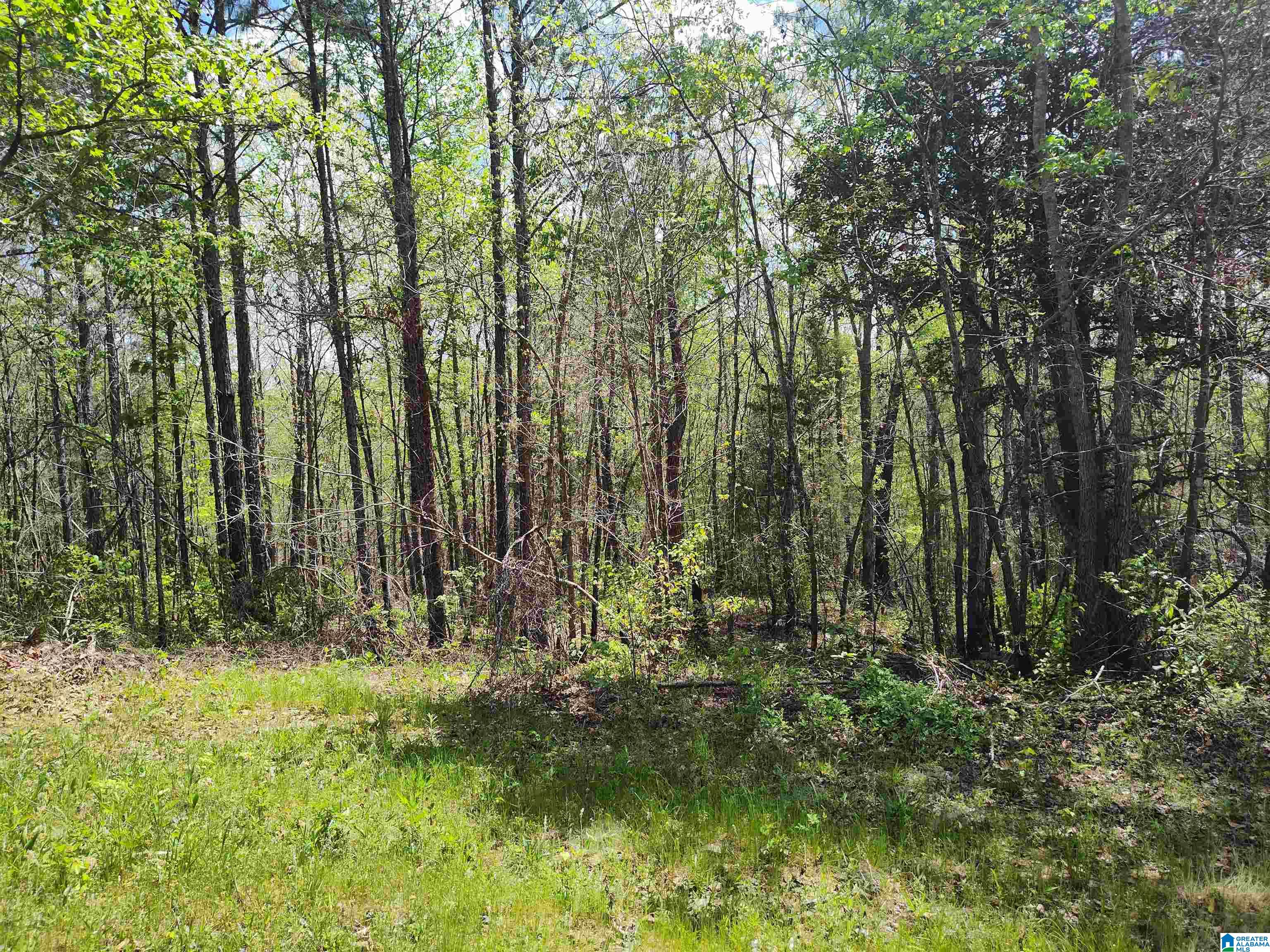 0 Little Tom Road Rockford, AL 35136 - Photo 2 of 8
