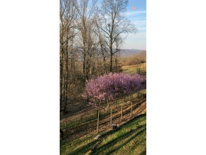 4780 Edens View Road Kingsport, TN 37664 - Photo 35 of 36 Peach trees in Bloom