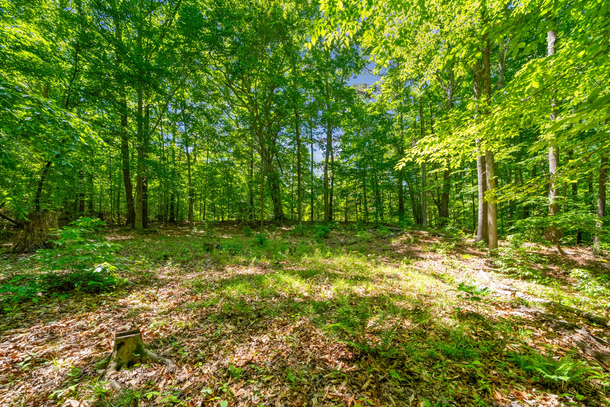 1530 Spring Hill Road Paris, TN 38242 - Photo 5 of 20 Gallery Image 5