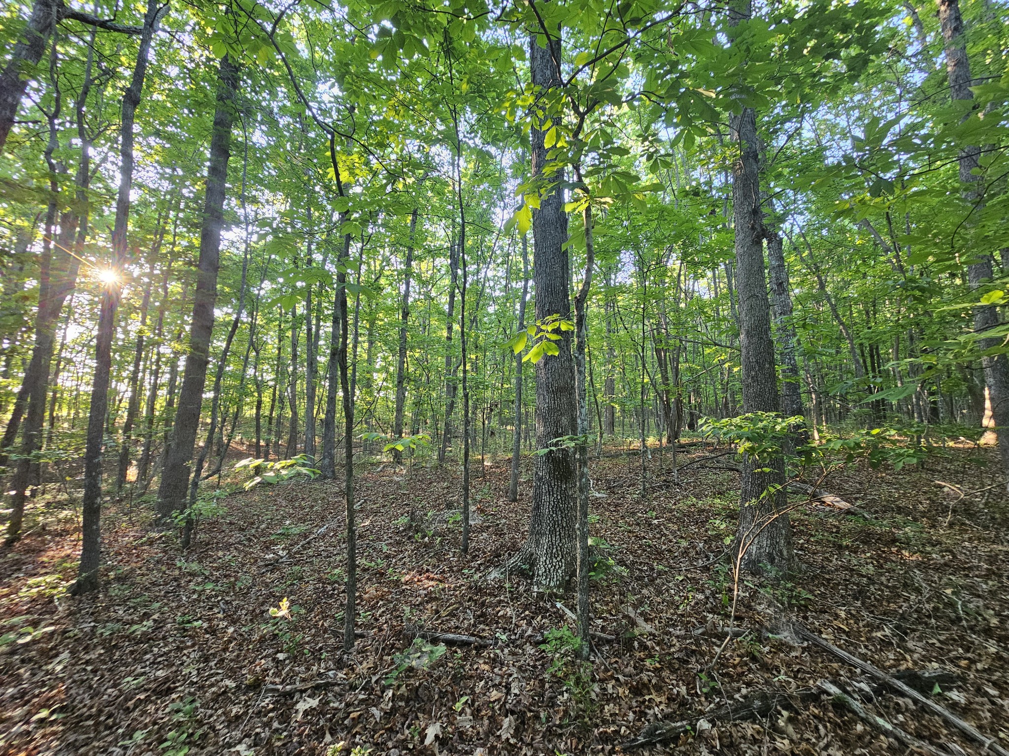 10 Griswold Road Altamont, TN 37301 - Photo 8 of 35 a view of a forest that has large trees