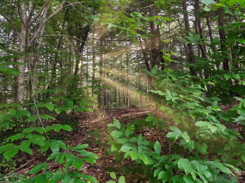 Camp Waldron Road, Unit 39 Meredith, NH 03253 - Photo 3 of 16