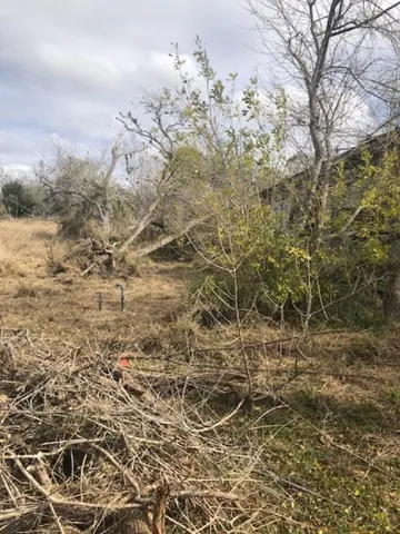 a view of a yard with trees