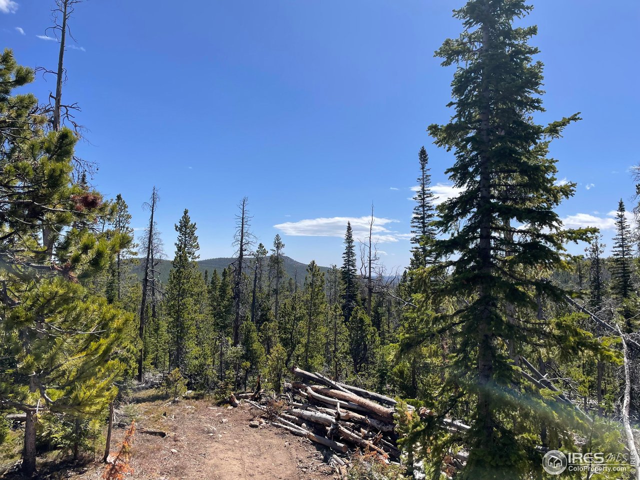 0 Forest Service 169 Road, Unit PARCEL #3 Red Feather Lakes, CO 80545 - Photo 9 of 16 a backyard of a house with lots of green space