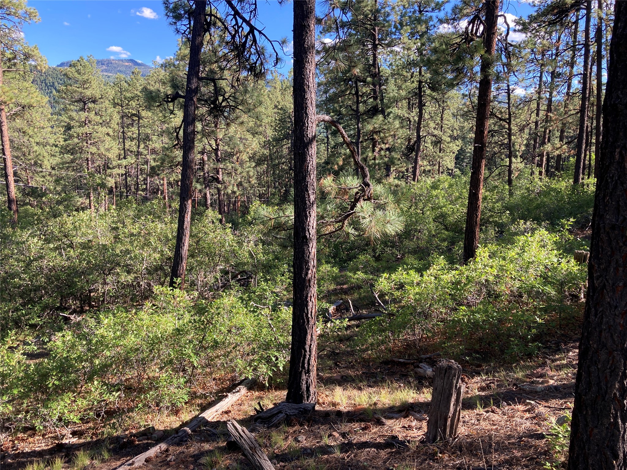 Tbd Serenity Road Chama, NM 87520 - Photo 8 of 20