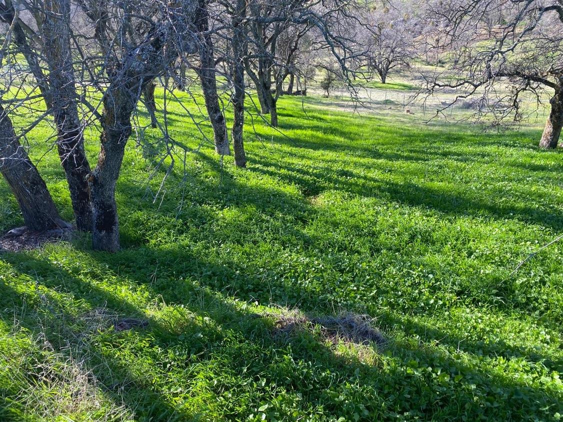 a view of a trees with a yard