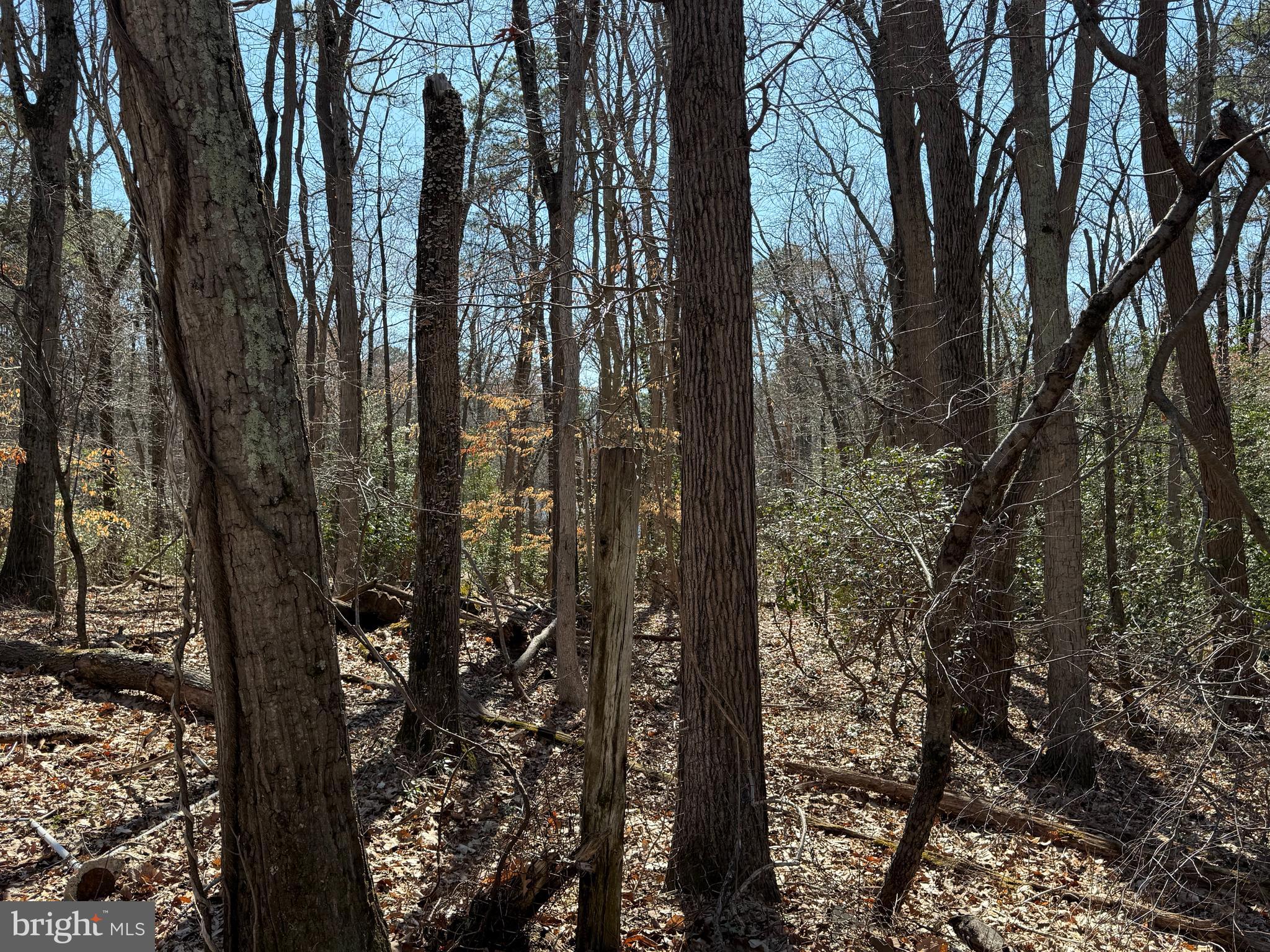 1557 Erial Road Clementon, NJ 08021 - Photo 20 of 20 a view of forest